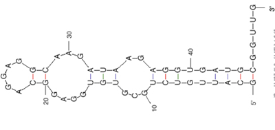 Diagram of a putative aptamer.