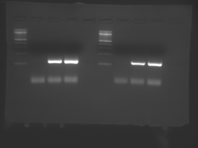 Photo of electrophoresis gel with ladders of individual lines in lanes 1 and 6, and a bright single line in lanes 3, 4, 8 and 9.