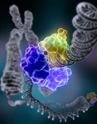 DNA repair by DNA ligase.