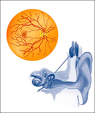 Drawing of a human retina on the left and a drawing of the human ear with a cochlear implant on the right.