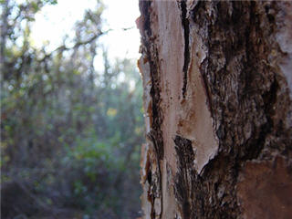 Close-up of tree bark, with the forest in the background.