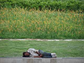 A homeless man sleeping, a field of flowers behind him.