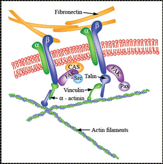 Schematic drawing of the proteins connecting fibronectin and actin filaments.
